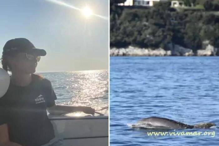Erfahrungsbericht aus der Freiwilligenarbeit mit Delfinen in Kroatien