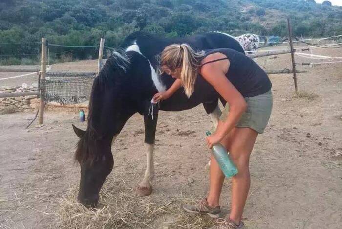 Freiwilligenarbeit mit Pferden in Andalusien