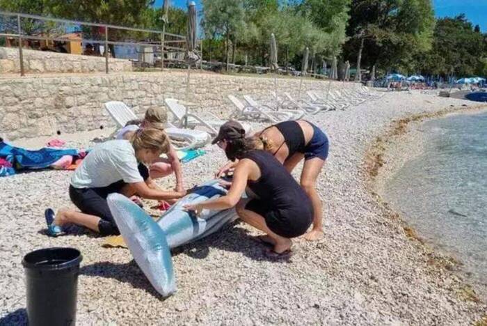 Delfinschutz Projekt Kroatien
