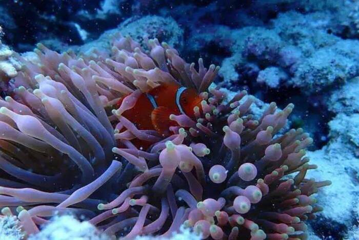  Freiwilligenarbeit beim Korallen schützen in Australien